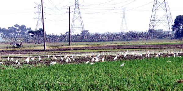 ঝুঁকিতে তিন জেলার কৃষি ও জীববৈচিত্র্য